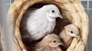 网上买芦丁鸡作宠物与木工DIY宠物屋的对比分析：惊喜还是挑战？
